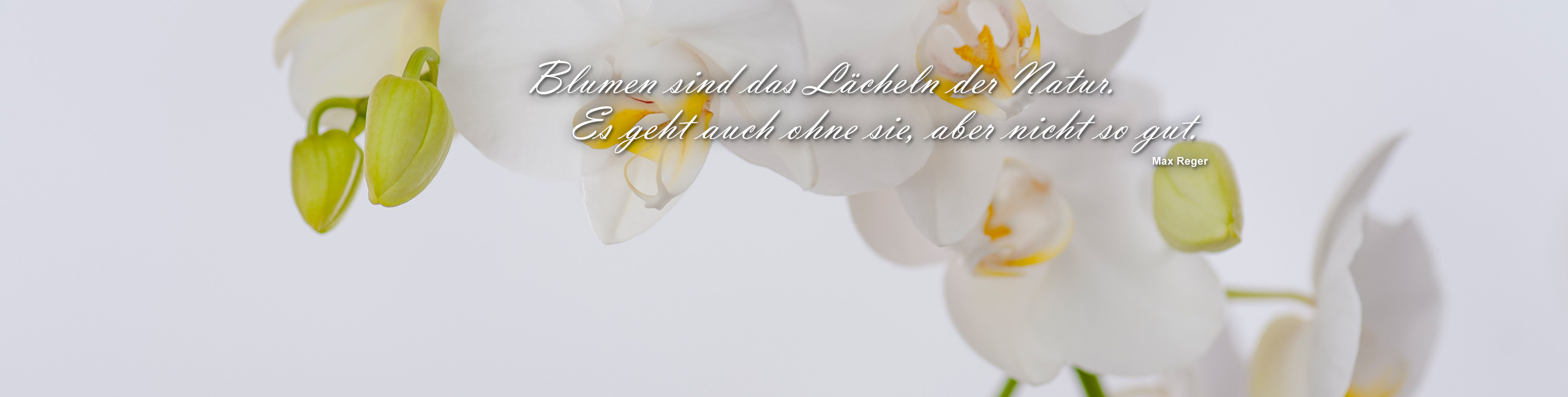 Moderne Floristik Steinbrecher Blumenladen in Waltrop mit frischen Blumen